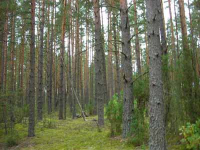 Лес в котором мы растем